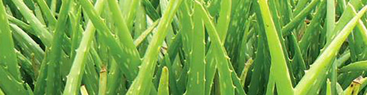 Why Use Aloe Vera For Hair Care?